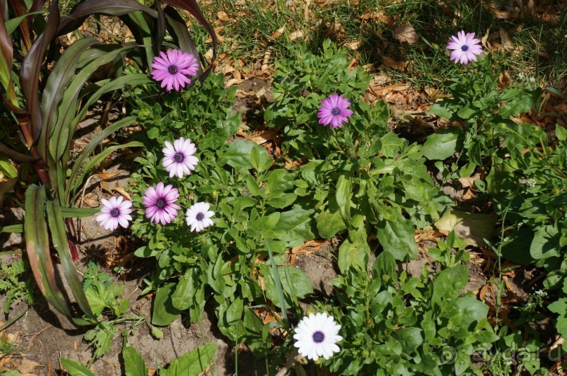 Побыть немного аптекарем