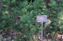 Побыть немного аптекарем