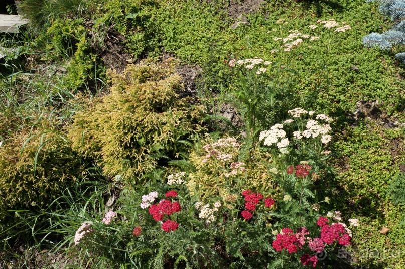 Побыть немного аптекарем