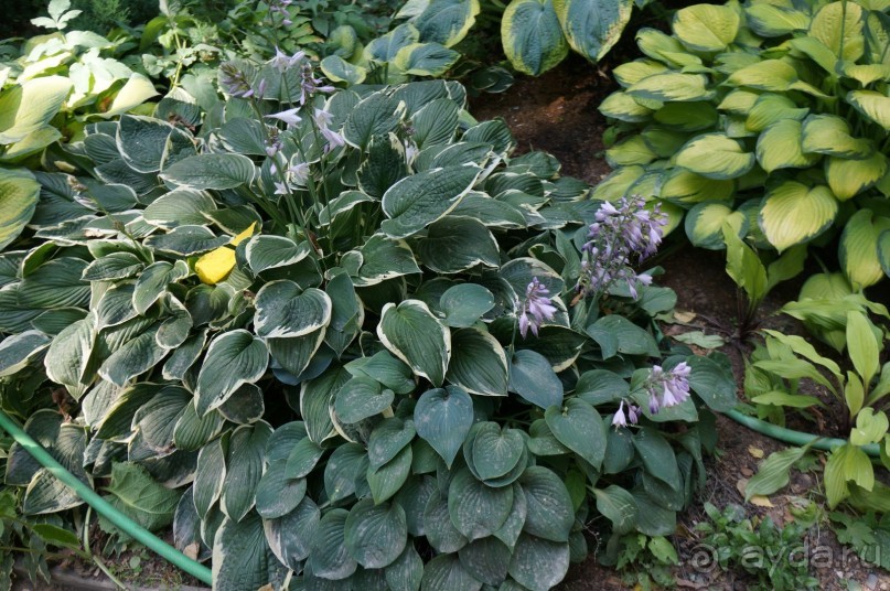 Побыть немного аптекарем