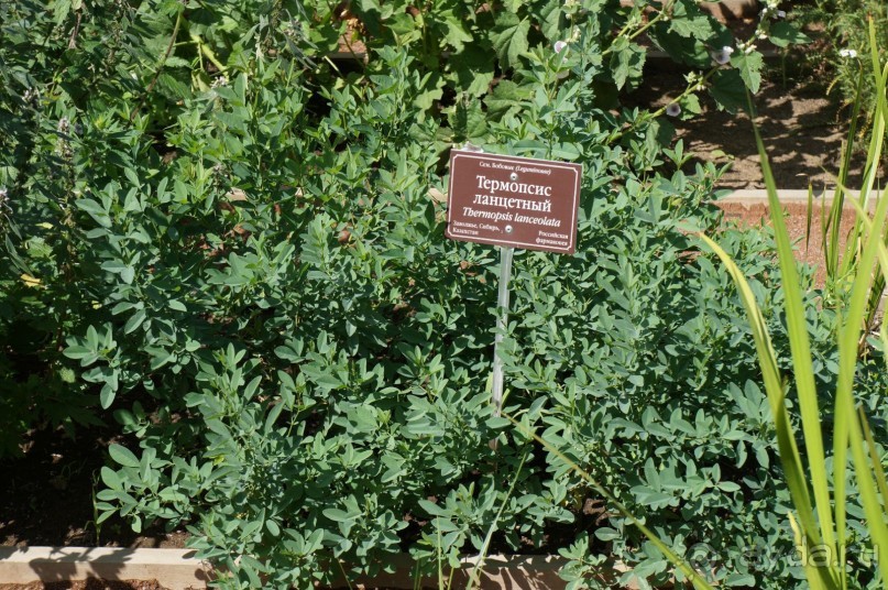 Побыть немного аптекарем