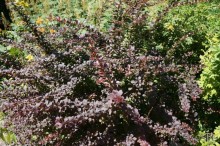 Побыть немного аптекарем