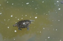 Побыть немного аптекарем