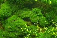 Побыть немного аптекарем