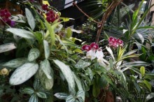 Побыть немного аптекарем