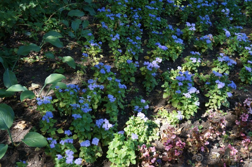 Побыть немного аптекарем