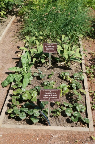 Побыть немного аптекарем