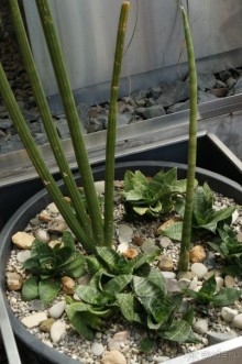 Побыть немного аптекарем