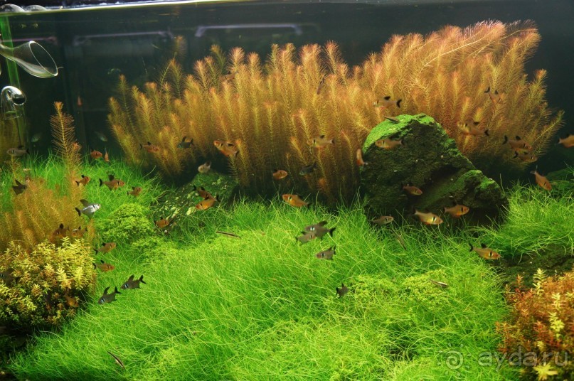 Побыть немного аптекарем