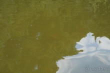 Побыть немного аптекарем