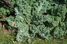 Побыть немного аптекарем