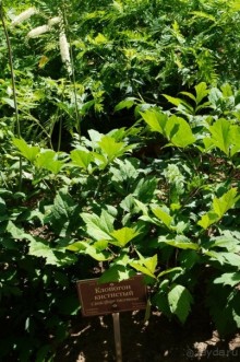 Побыть немного аптекарем