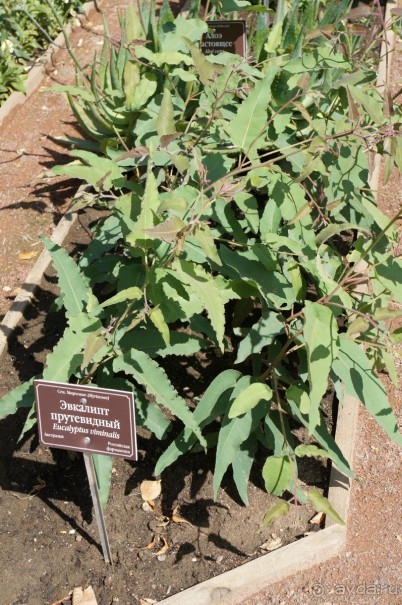 Побыть немного аптекарем