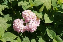 Побыть немного аптекарем