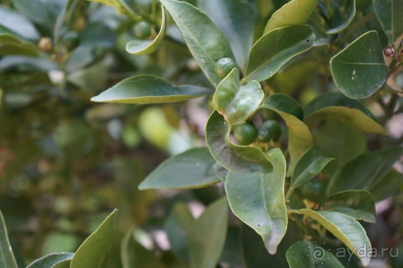 Побыть немного аптекарем