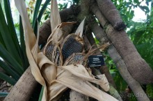 Побыть немного аптекарем