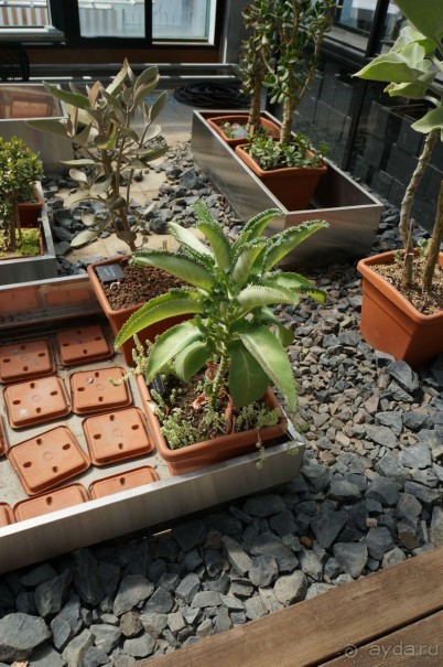 Побыть немного аптекарем