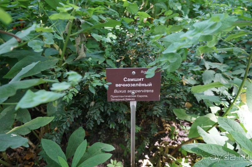 Побыть немного аптекарем