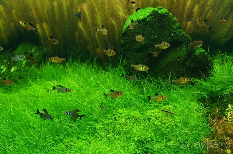 Побыть немного аптекарем