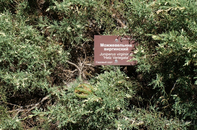 Побыть немного аптекарем