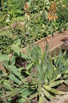 Побыть немного аптекарем