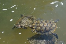 Побыть немного аптекарем