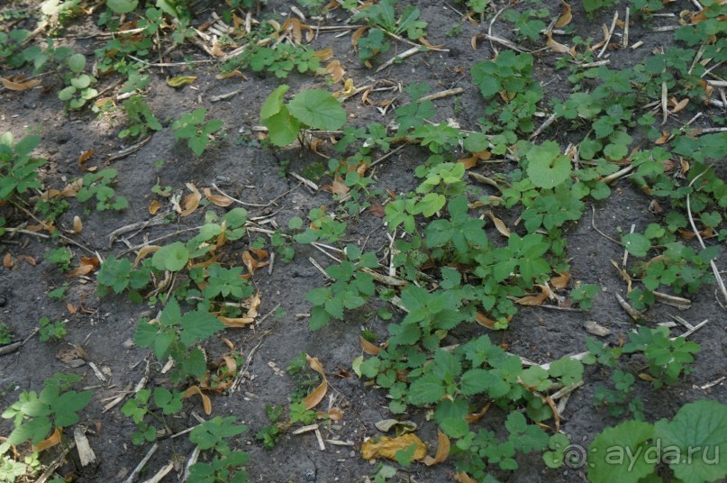 Побыть немного аптекарем