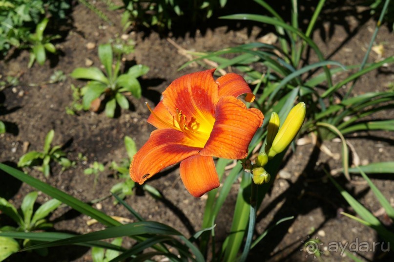 Побыть немного аптекарем