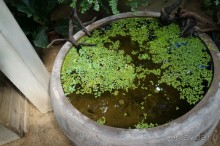 Побыть немного аптекарем