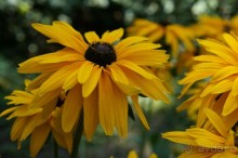 Побыть немного аптекарем