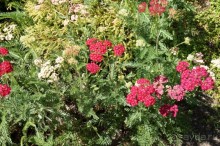 Побыть немного аптекарем