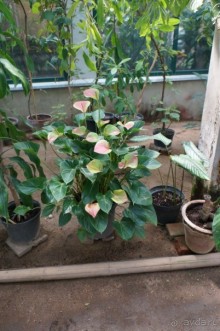 Побыть немного аптекарем