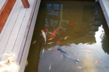 Побыть немного аптекарем