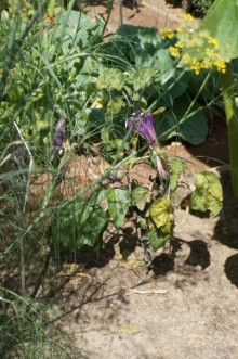 Побыть немного аптекарем