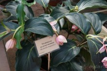 Побыть немного аптекарем