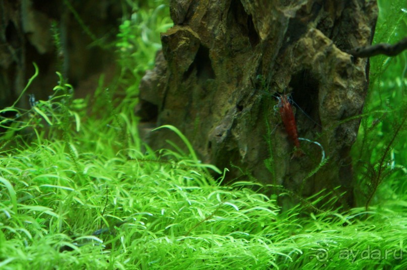 Побыть немного аптекарем