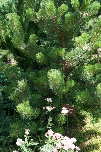 Побыть немного аптекарем