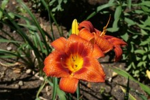 Побыть немного аптекарем