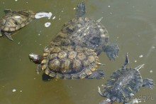 Побыть немного аптекарем