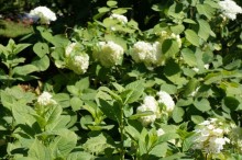 Побыть немного аптекарем