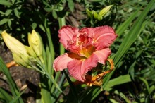 Побыть немного аптекарем