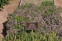 Побыть немного аптекарем