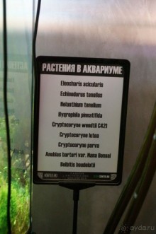 Побыть немного аптекарем