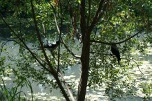 Побыть немного аптекарем