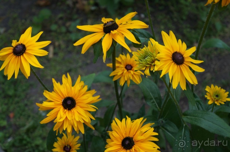 Побыть немного аптекарем