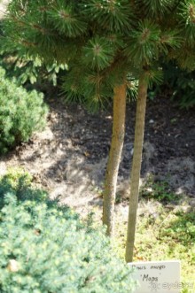 Побыть немного аптекарем