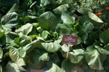 Побыть немного аптекарем