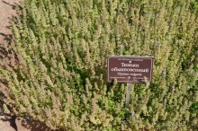 Побыть немного аптекарем