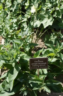 Побыть немного аптекарем