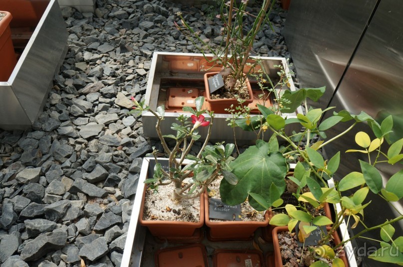 Побыть немного аптекарем